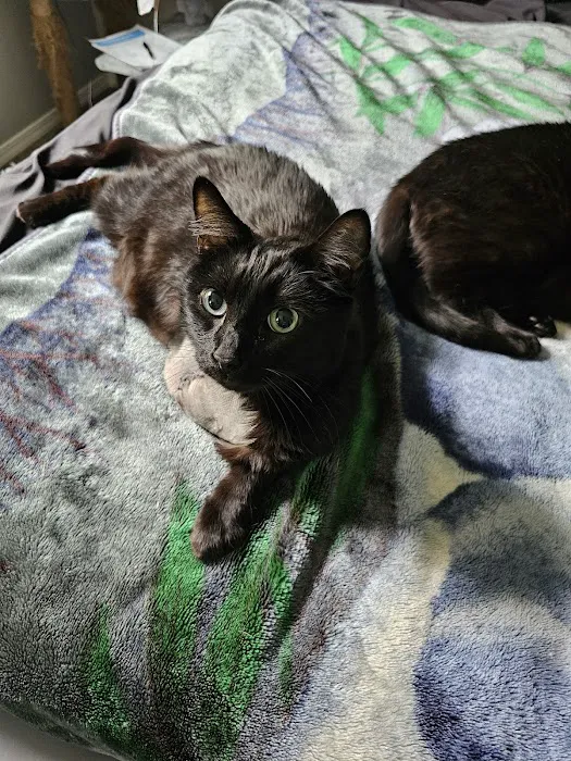 Oak Hills Veterinary & Salem Cat Clinic Picture 3