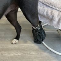 Capitol Veterinary Clinic ico