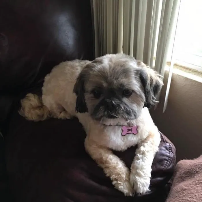 Joynt Veterinary - Dr. Kasey Joynt Picture 2