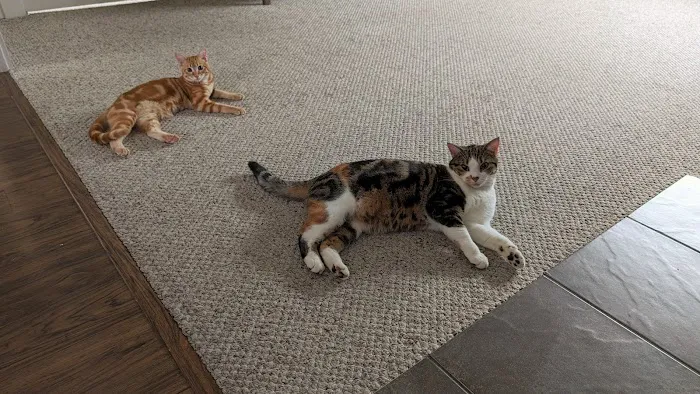 Faithful Friends Animal Clinic Picture 4