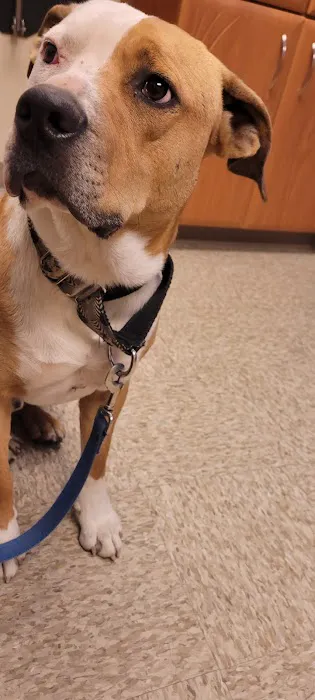 Paws Animal Hospital Picture 3