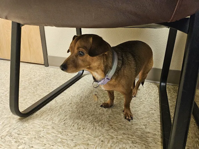 Paws Animal Hospital Picture 1
