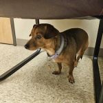 Paws Animal Hospital
