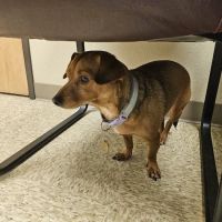 Paws Animal Hospital ico