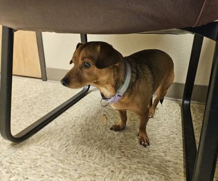 Paws Animal Hospital