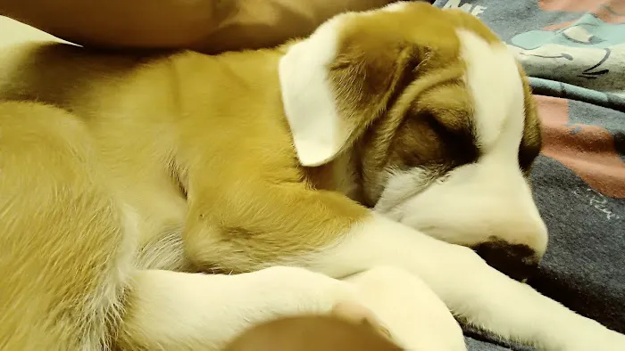 Paws Animal Hospital Picture 8