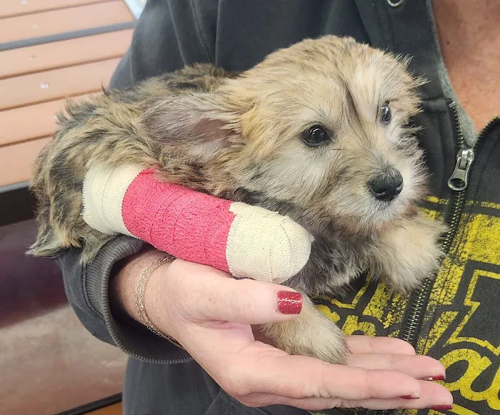 Lebanon Animal Hospital PC Picture 10