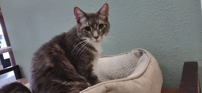 Liberty Animal Hospital Picture 1
