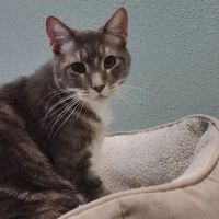 Liberty Animal Hospital ico
