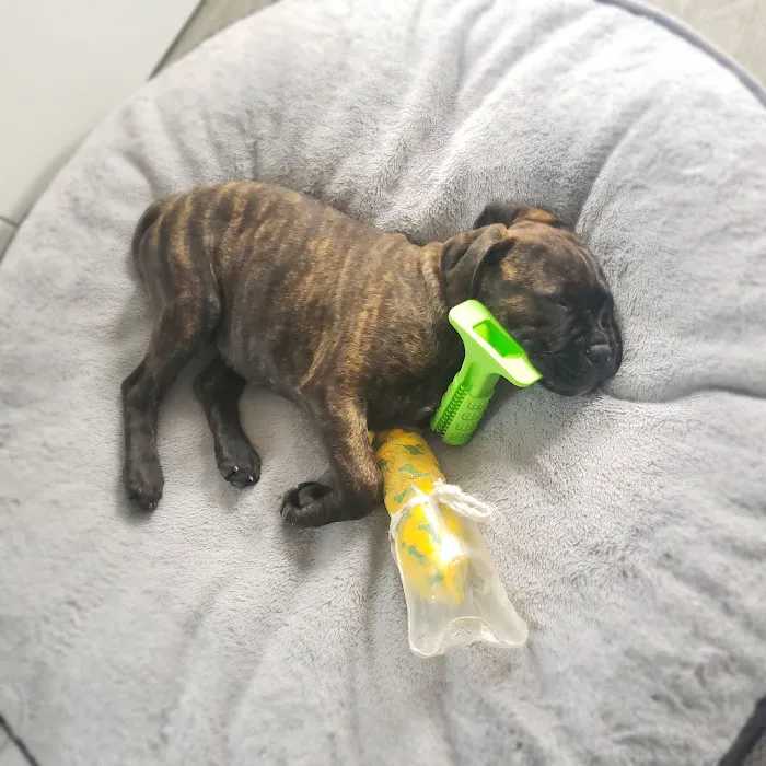 Liberty Animal Hospital Picture 6