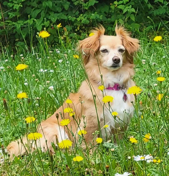Liberty Animal Hospital Picture 9