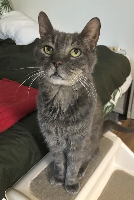 VCA Salem Animal Hospital Picture 8