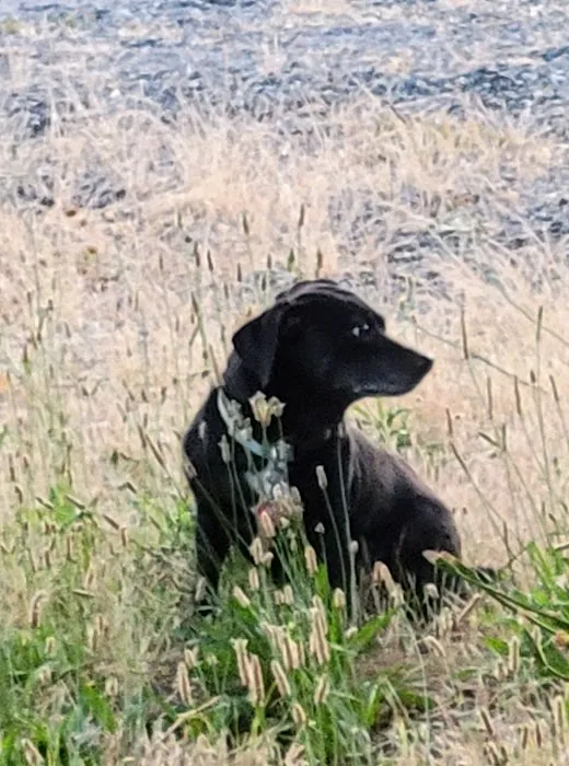 PippinDoc Picture 8