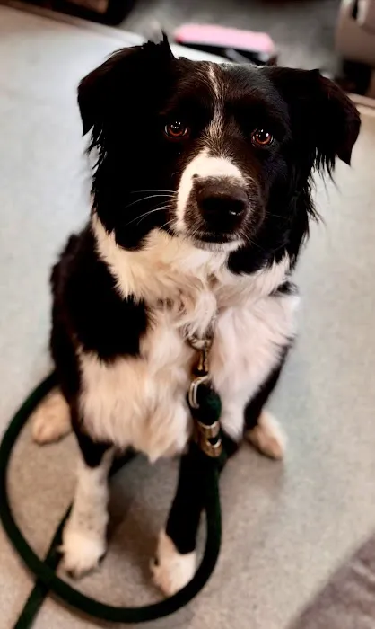 PippinDoc Picture 7