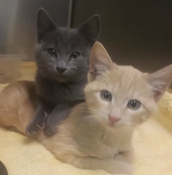 NoCo Spay & Neuter Picture 7