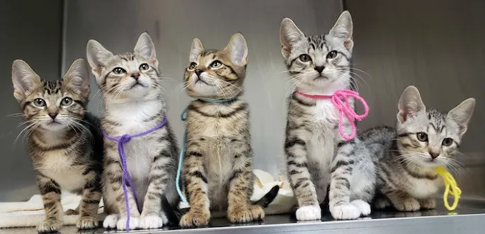 NoCo Spay & Neuter Picture 10