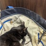 Berthoud Animal Hospital