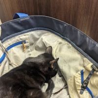 Berthoud Animal Hospital ico