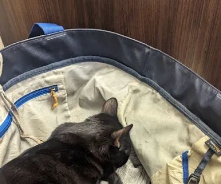 Berthoud Animal Hospital