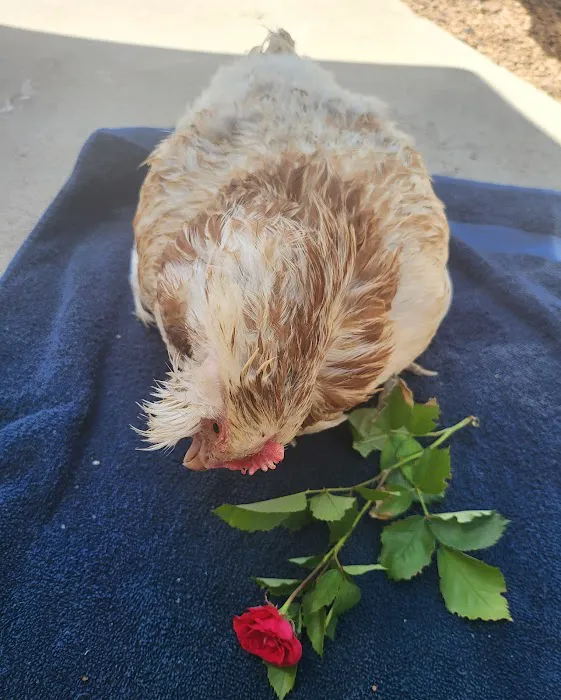 Berthoud Animal Hospital Picture 6