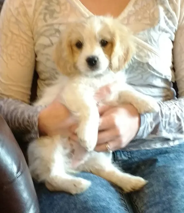 Animal Health At Home Picture 6