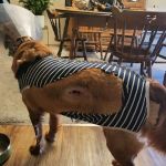 Animal Health At Home