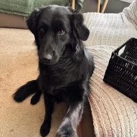 Johnstown Veterinary Hospital, LLC ico