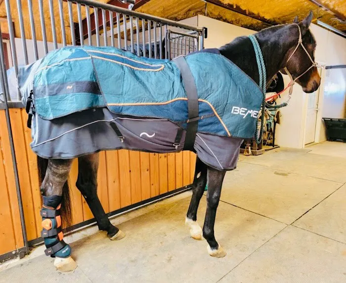 Front Range Equine Performance & Rehabilitation Picture 2