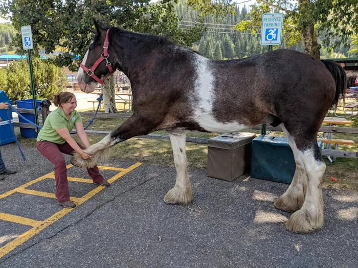 Front Range Equine Performance & Rehabilitation Picture 3