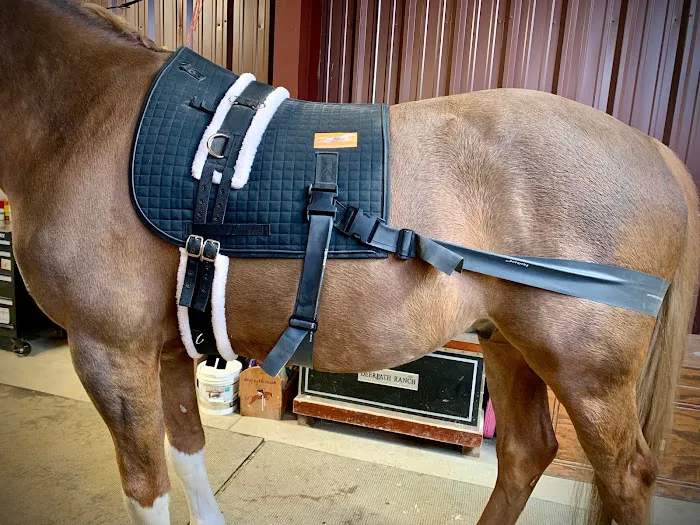 Front Range Equine Performance & Rehabilitation Picture 8