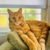 Coyote Ridge Veterinary Clinic ico