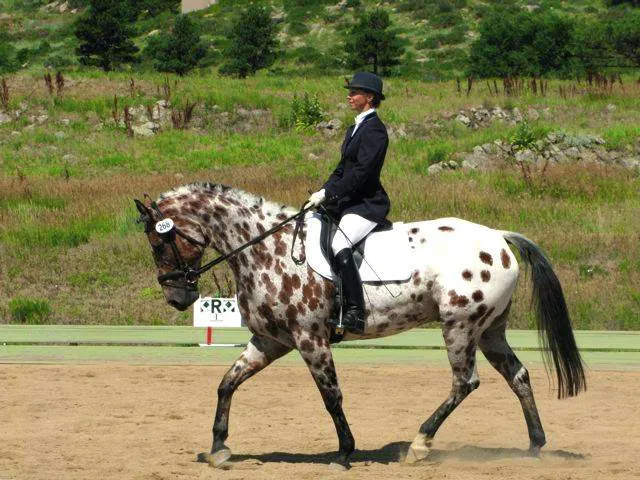 Wyoming Equine & Bruce A. Connally DVM, MS Picture 2