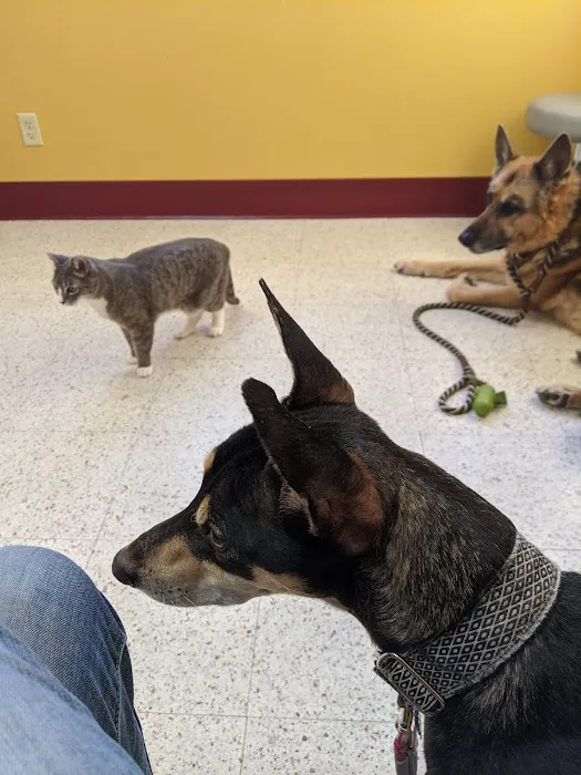Pella Corner Animal Clinic Picture 3