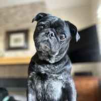 Pella Corner Animal Clinic ico