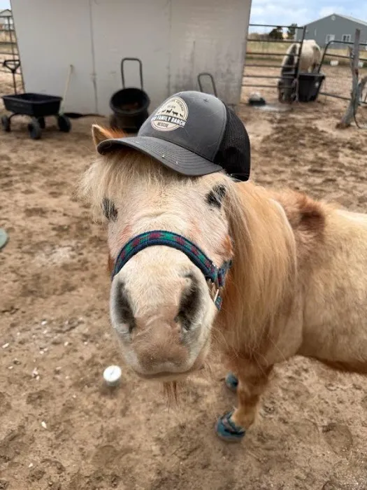 Iron Horse Equine Picture 2