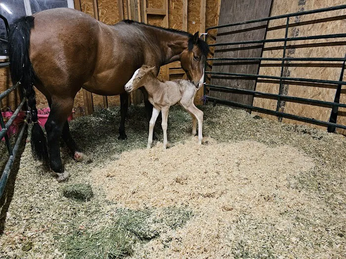Iron Horse Equine Picture 4
