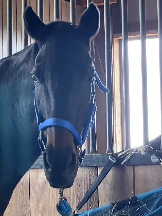 Iron Horse Equine Picture 1