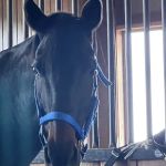 Iron Horse Equine