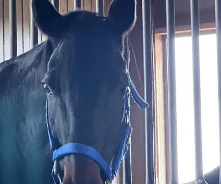 Iron Horse Equine
