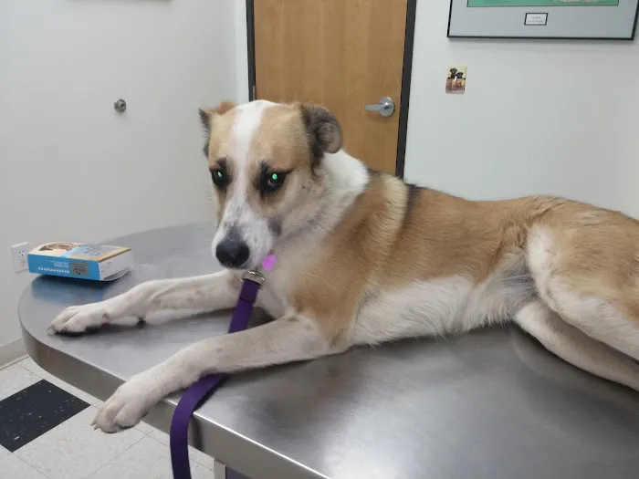 Elizabeth Animal Hospital Picture 1