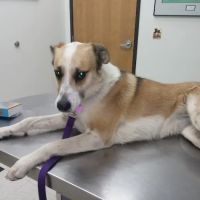 Elizabeth Animal Hospital ico