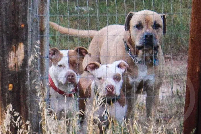 Elizabeth Animal Hospital Picture 5