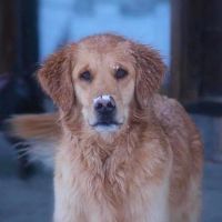 Dusty Plains Veterinary ico