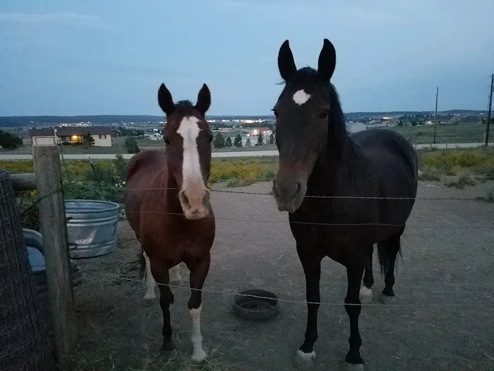 Cherry Creek Equine Picture 4