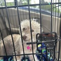 VCA Douglas County Animal Hospital ico