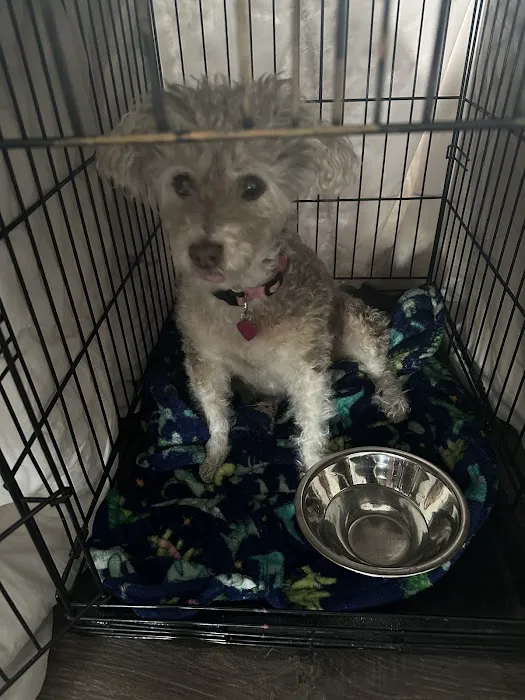 VCA Douglas County Animal Hospital Picture 4