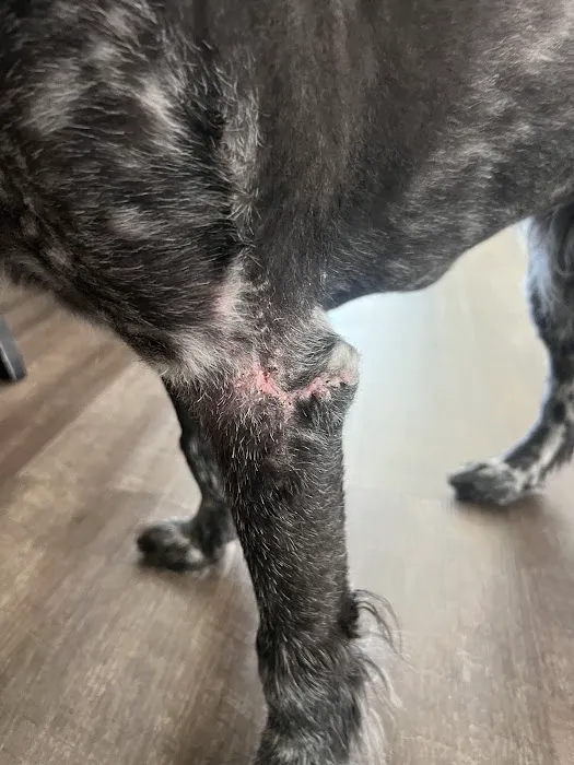Pinnacle Animal Hospital Picture 4