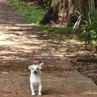 Pinnacle Animal Hospital ico