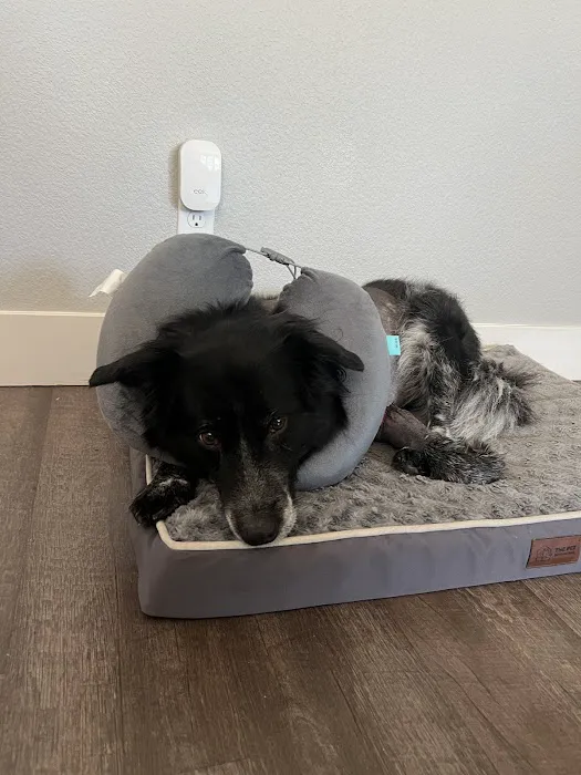 Pinnacle Animal Hospital Picture 6