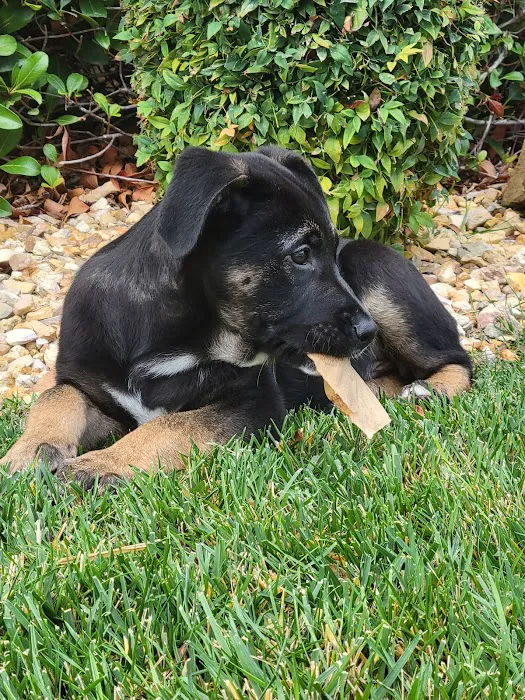 Cal West Pet Hospital Picture 4